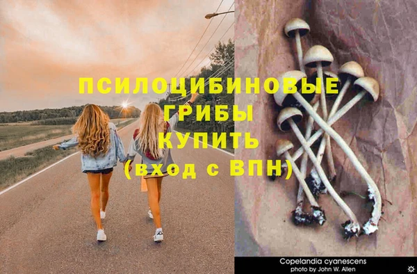 apvp Алзамай