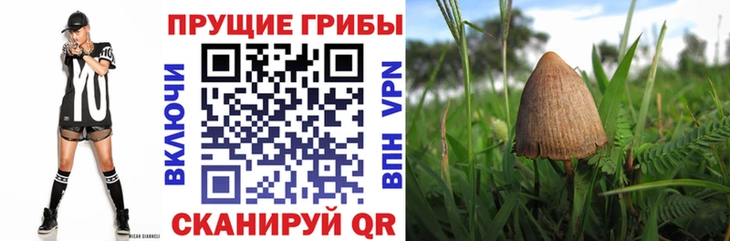 Галлюциногенные грибы Cubensis  Иланский 